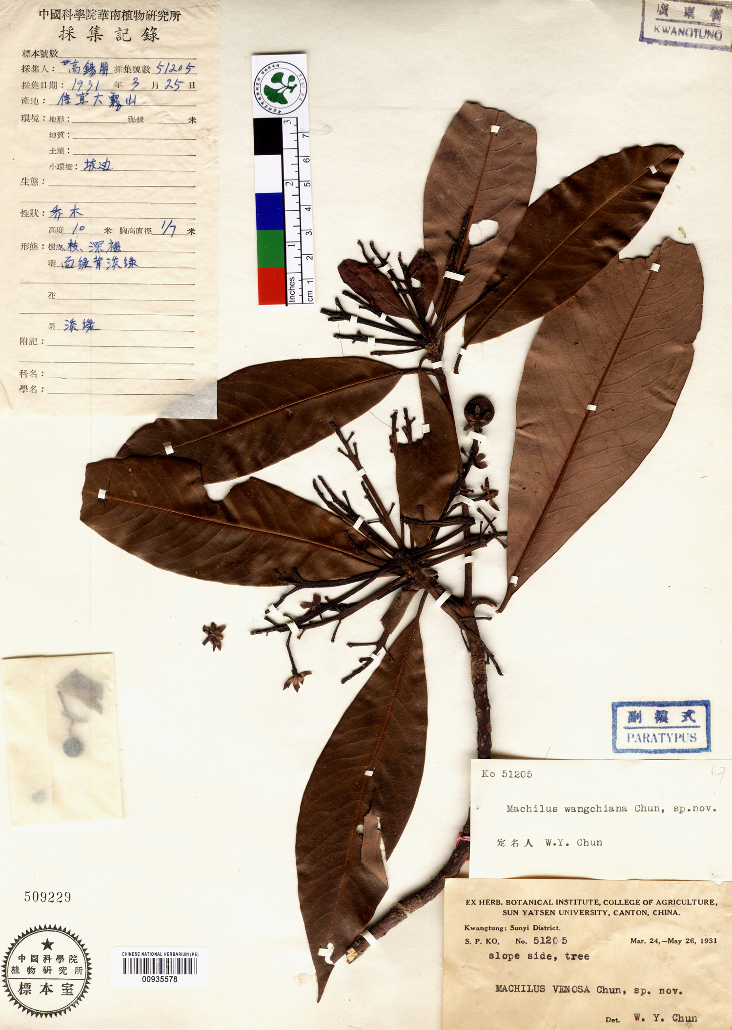 Find the most accurate plant names from mobile apps, specimens to